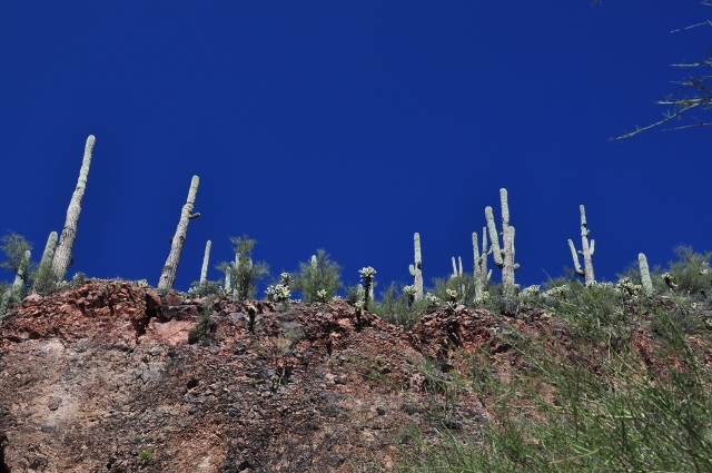 cacti 